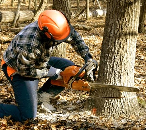 Tree Removal in Wentworth, NH